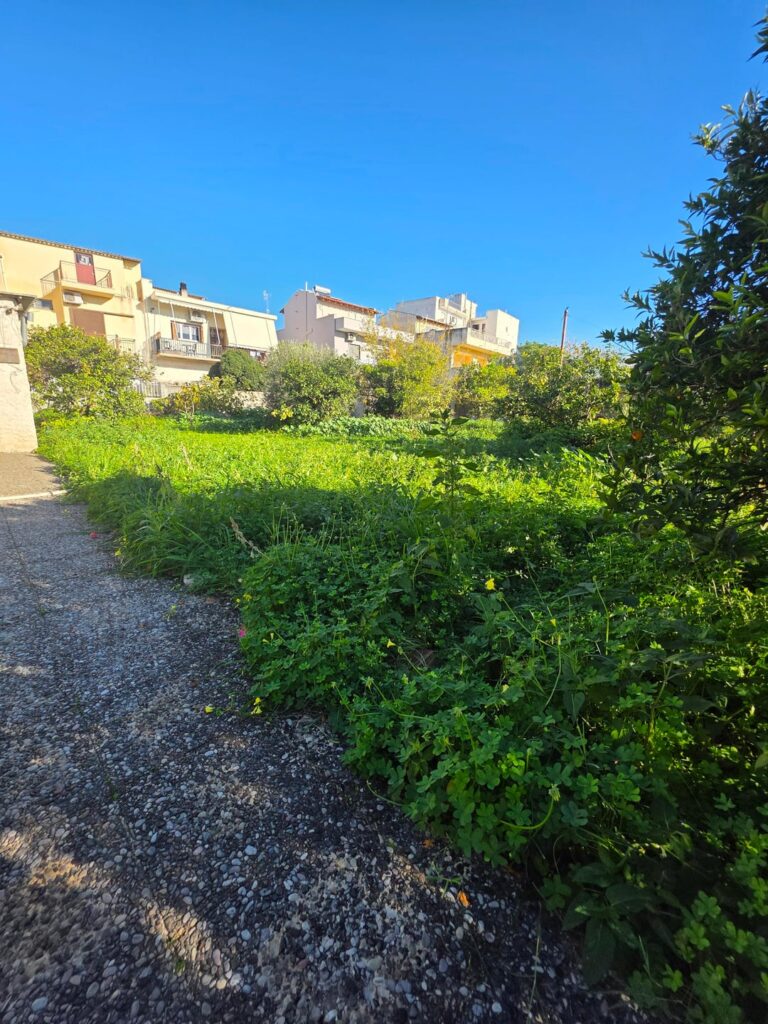 Inherited unkempt plot, where do I start?