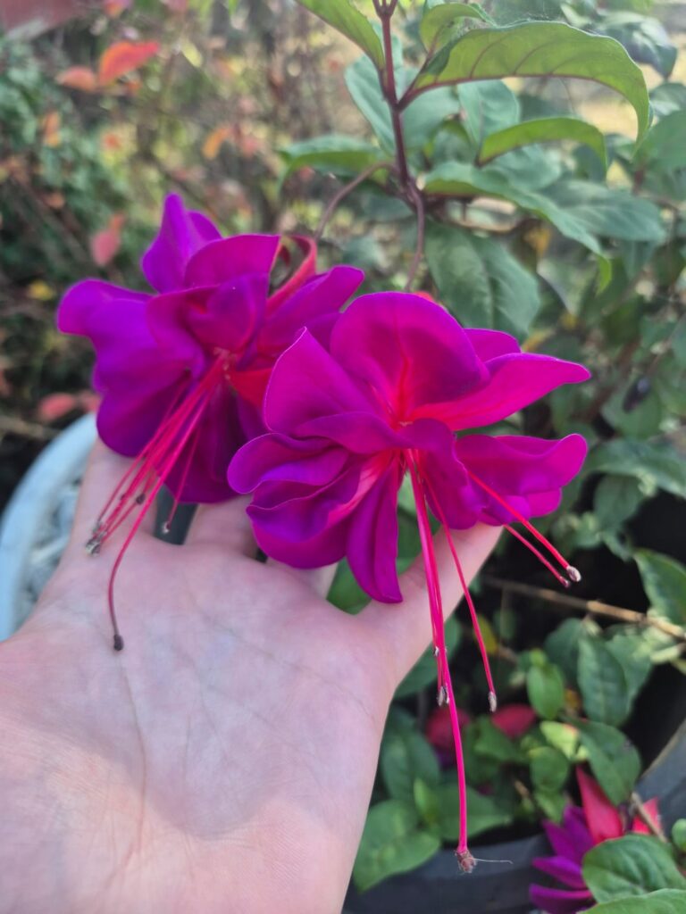Is This A Fuschia?! :0