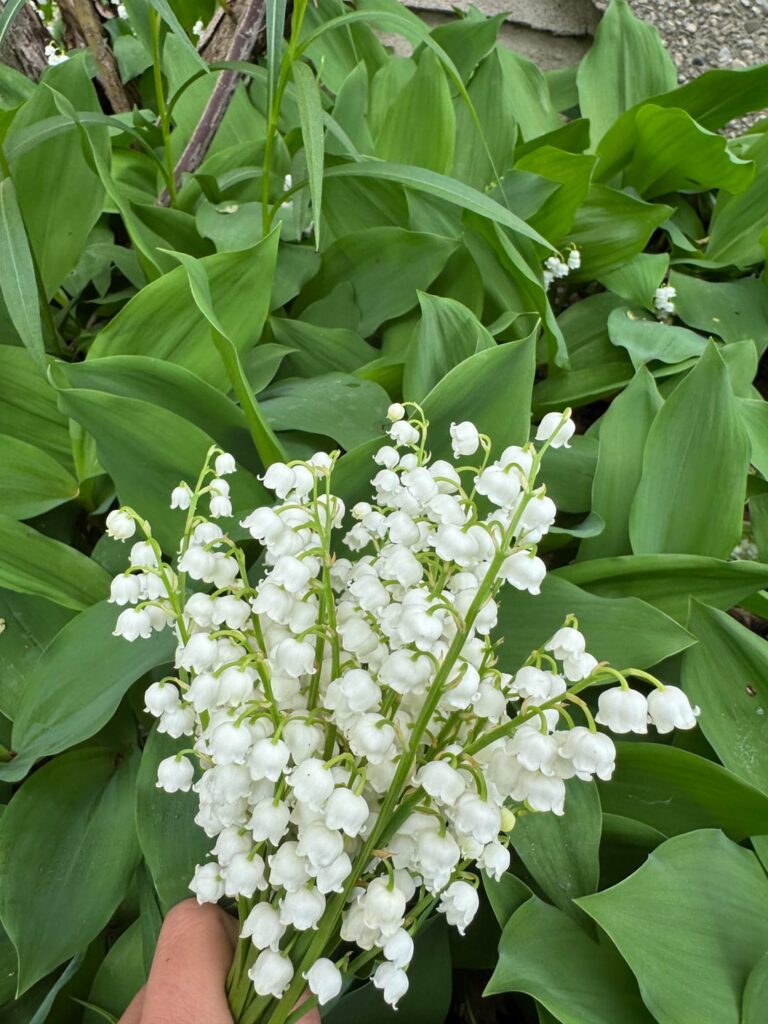 It's -10 C outside and I'm dreaming of Spring - Lily of the Valley has always been my favourite vernal bloom