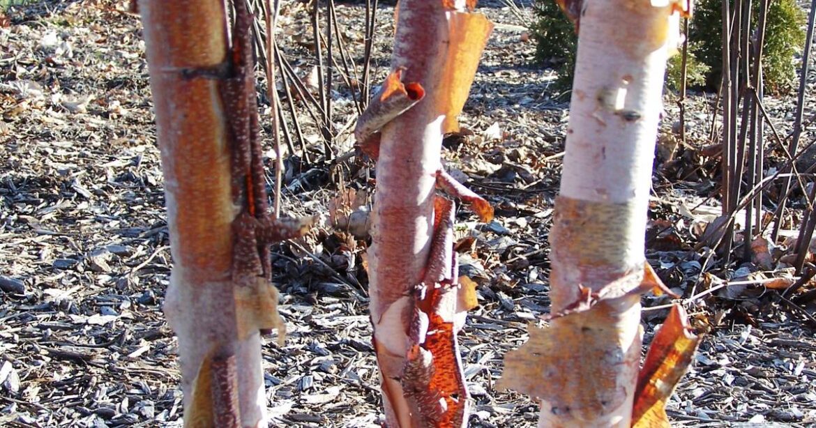 Give your pollinator garden a boost with native keystone species – Shaw Local