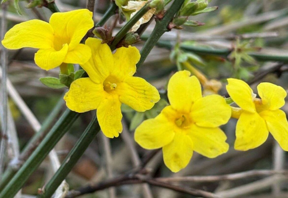 Gardener Jamie Marsh looks at winter colour and scents Gardener Jamie Marsh looks at winter colour and scents