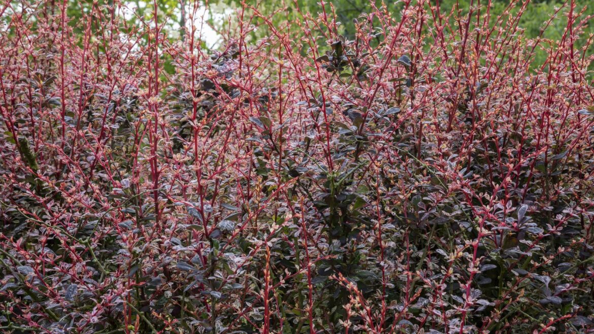 One gardener had a lengthy warning for the Reddit community at r/invasivespecies.