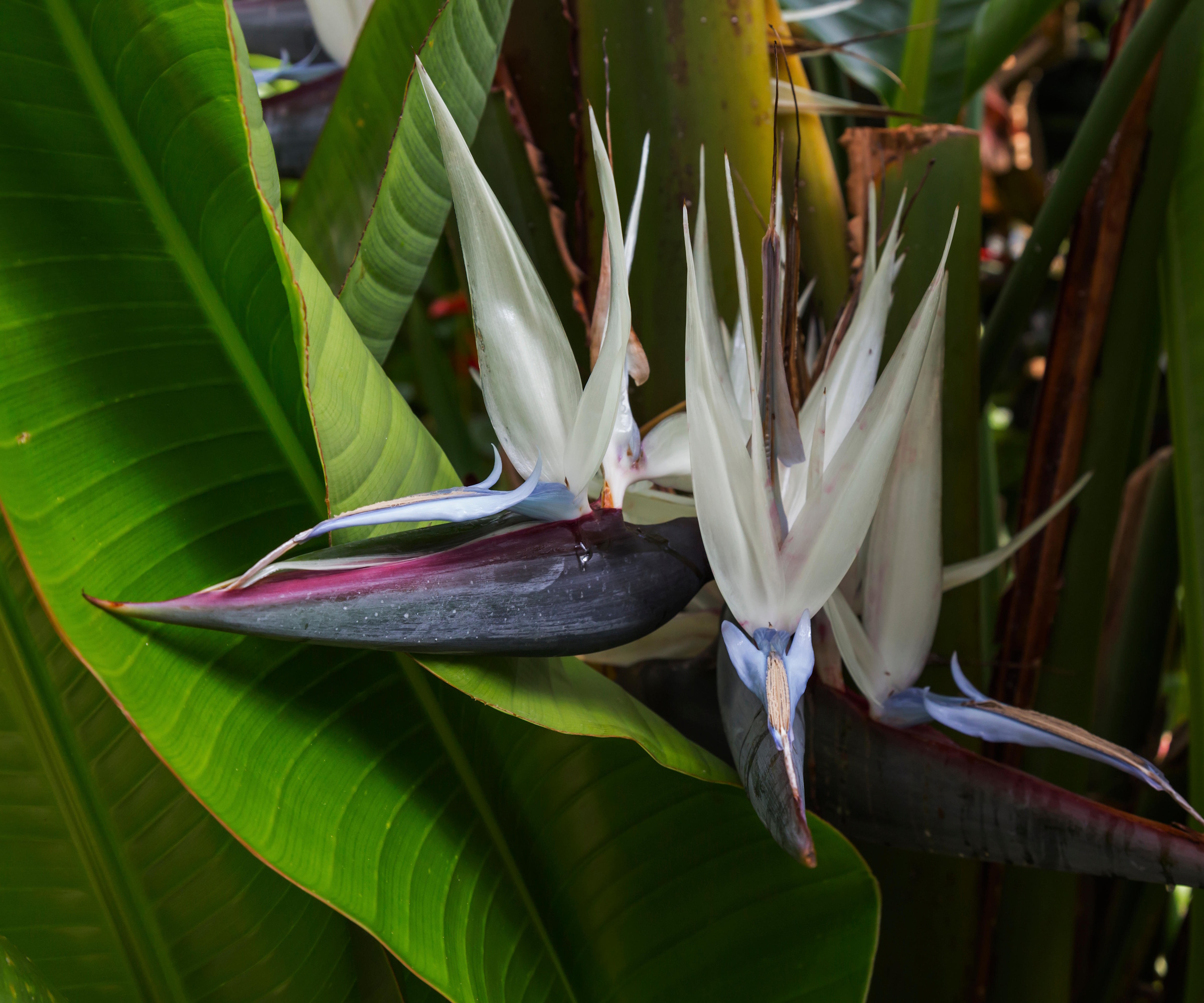 White Bird of Paradise (Strelitzia reginae)