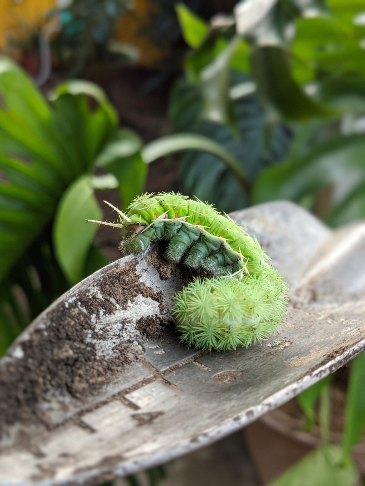 Just found this greeny, fairy-tale caterpillar in my car park