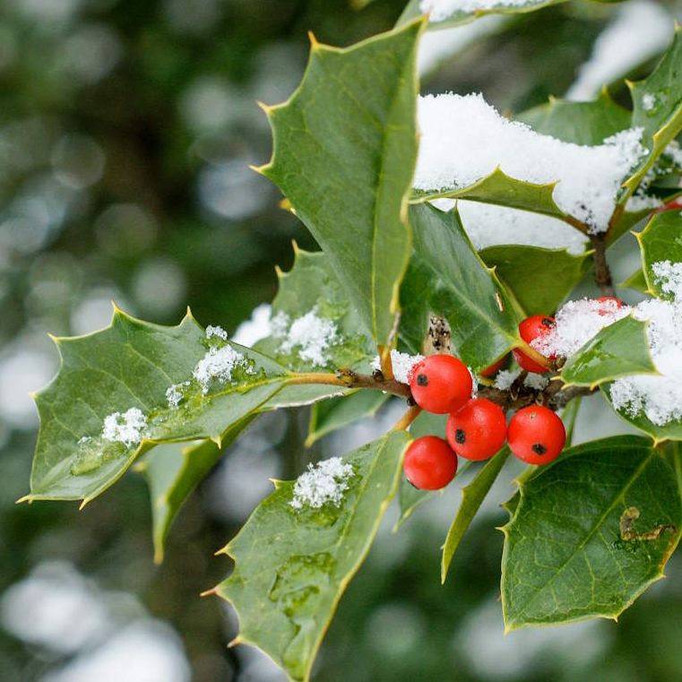 Holly bush covered in snow in a garden