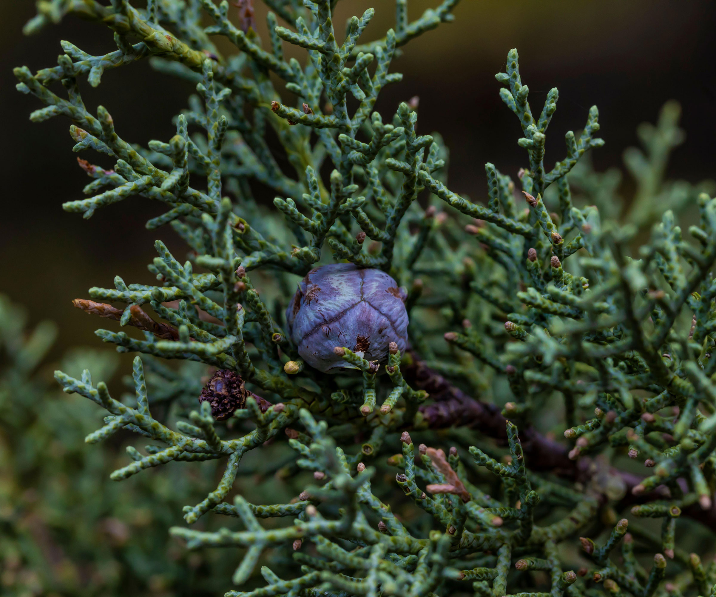 Arizona Cypress tree branches with cone and needles