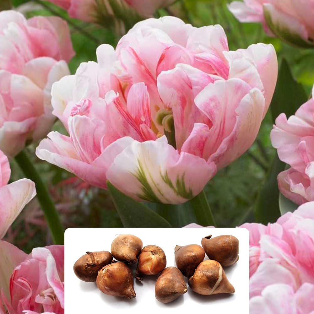 8 Tulip Double Late Finola Bulbs &ndash; Spring Flowering With Peony-Shaped Blooms &ndash; Resembling Roses, Brightening Your Garden &ndash; Specially Cultivated for Uk Climate