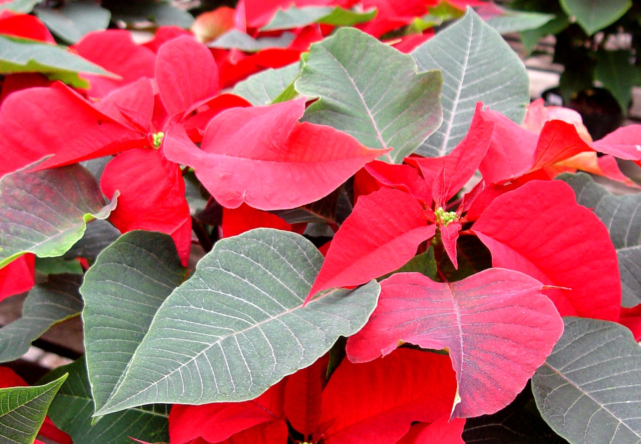 Bractically speaking, it's not a colorful leaf