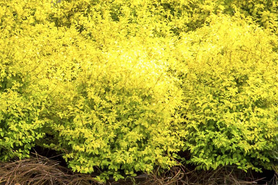 12 Shrubs With Brilliant Golden Foliage To Illuminate Your Garden