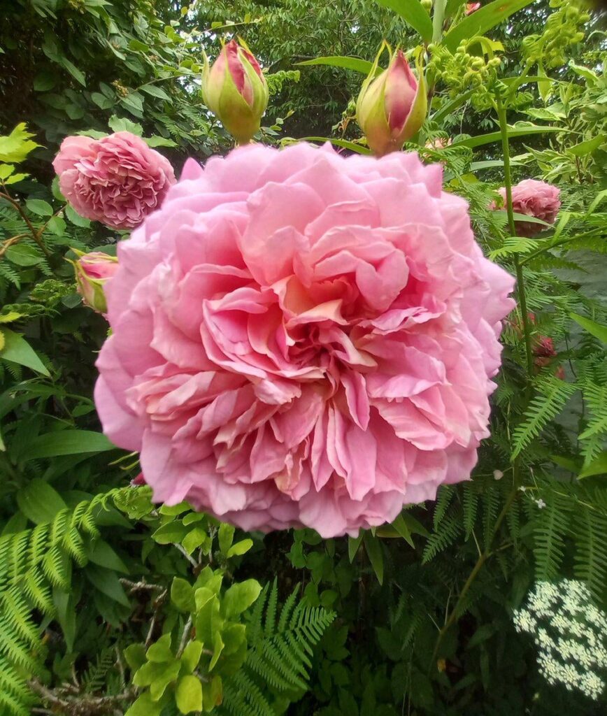 Look at this lovely 🌸