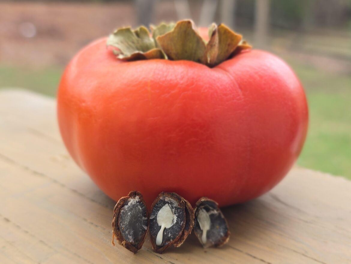 Looks like we are in for a snowy winter (OC)