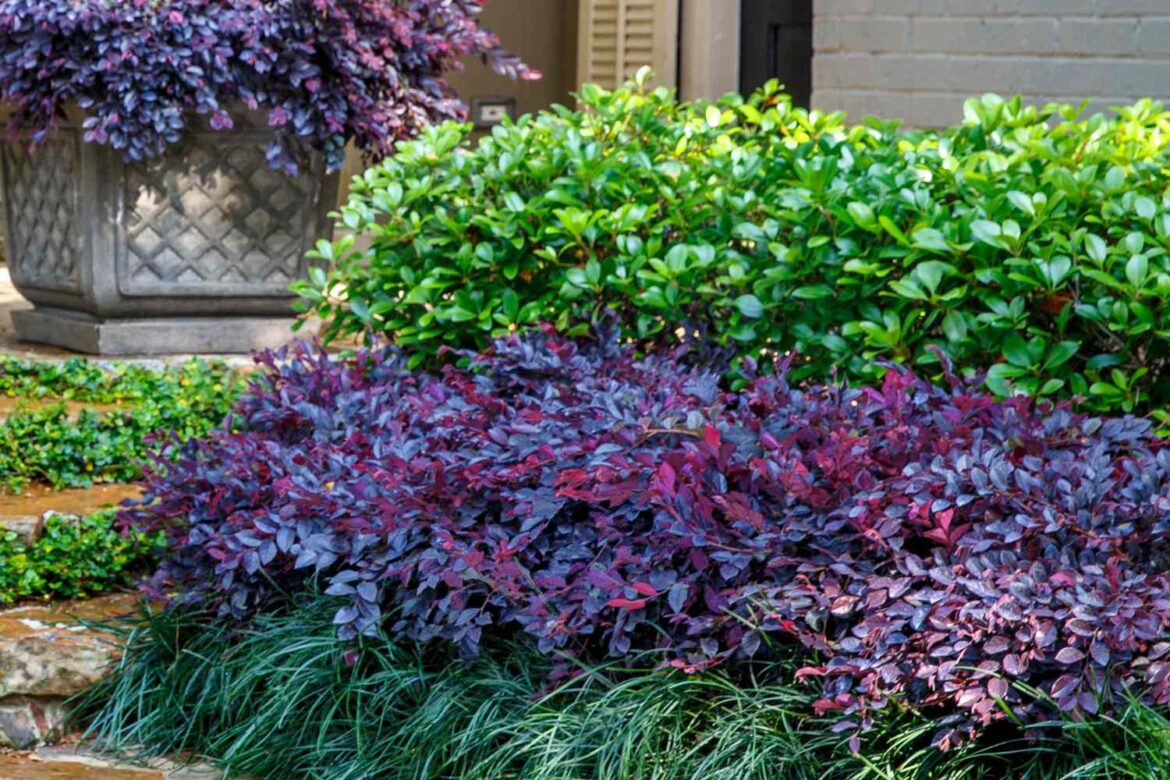 12 Evergreen Shrubs That Keep The Garden Looking Its Best Even In Winter Months 12 Evergreen Shrubs That Keep The Garden Looking Its Best Even In Winter Months