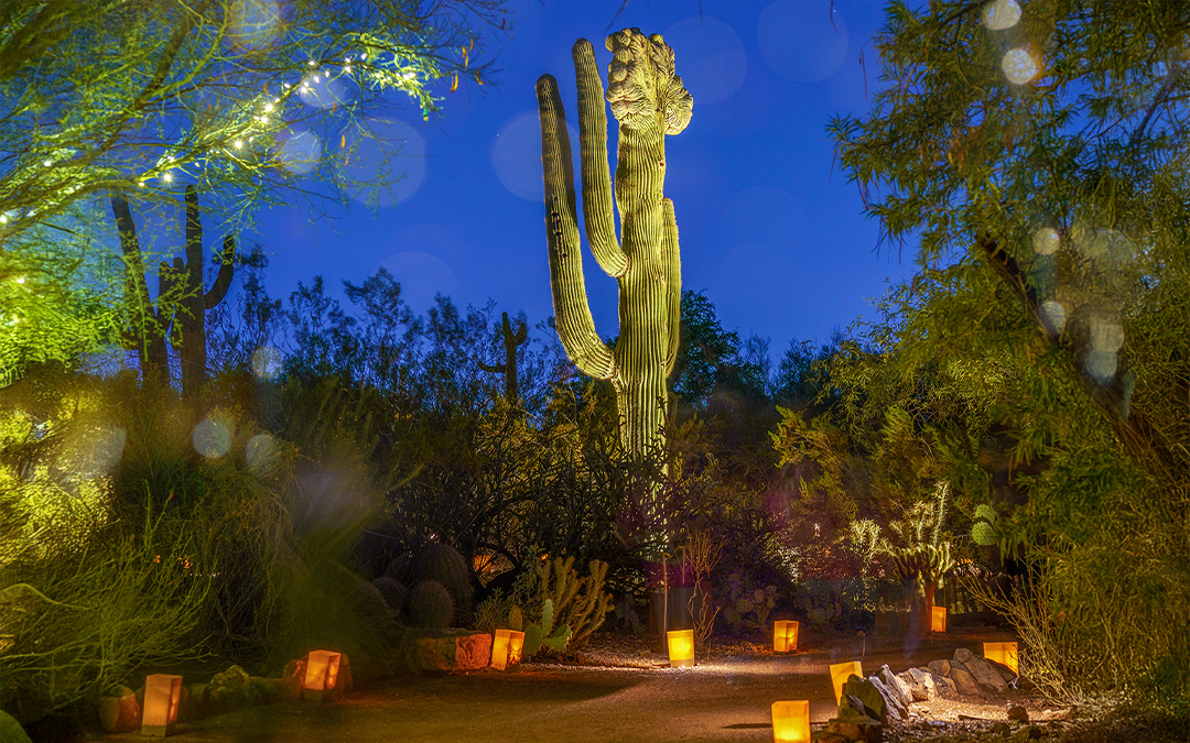 Lumi Feature Lumi Feature