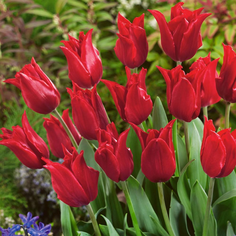 7 Lily-Flowered Tulip 'pretty Woman' Bulbs - Bright Red Blooms for Your Spring Garden - Thrives in Uk Climates