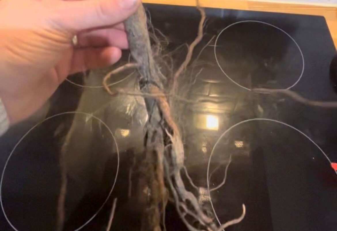 Did you know bare roots are brilliant for hedging? Gardener Jamie Marsh tells us why Did you know bare roots are brilliant for hedging? Gardener Jamie Marsh tells us why