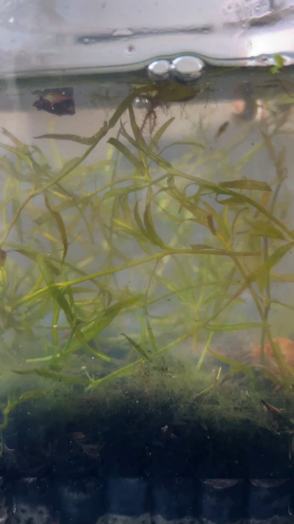 Need help IDing those little shrimplike guys on my jar. This is a pond sample from Forest Park, MO. I wasn’t able to get a better shot since they’re always hiding! Thank you in advance.