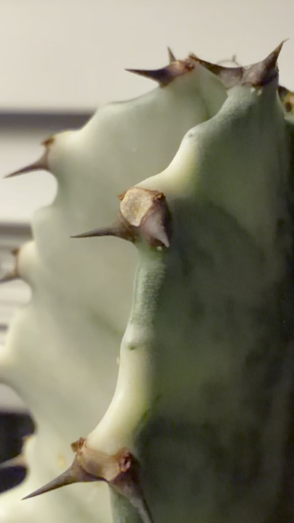 Tiny transparent bugs