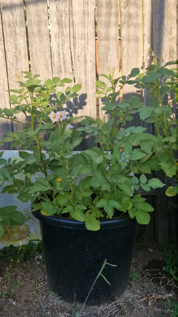 Problems with my vegetables