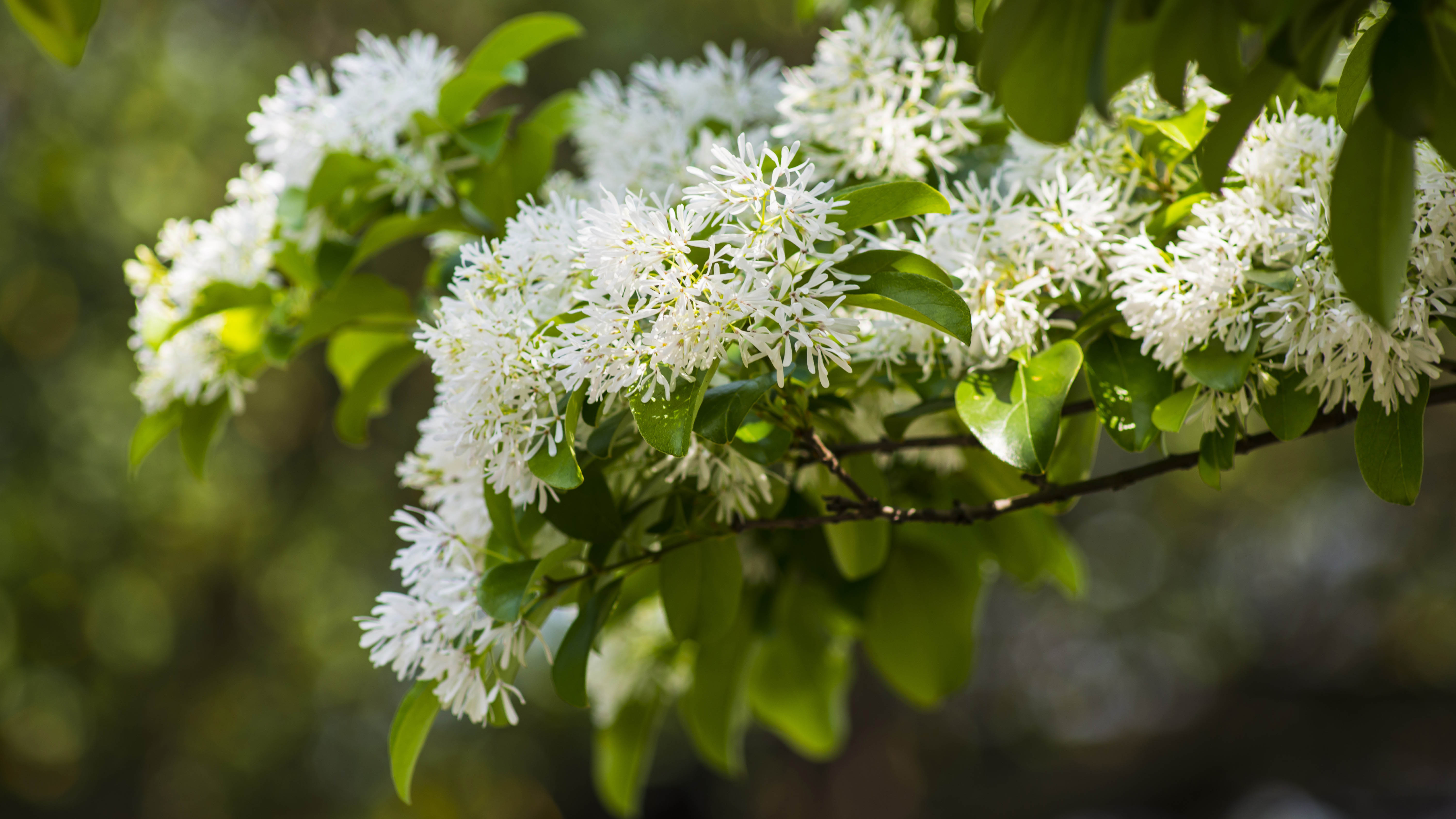Fringe tree flowers