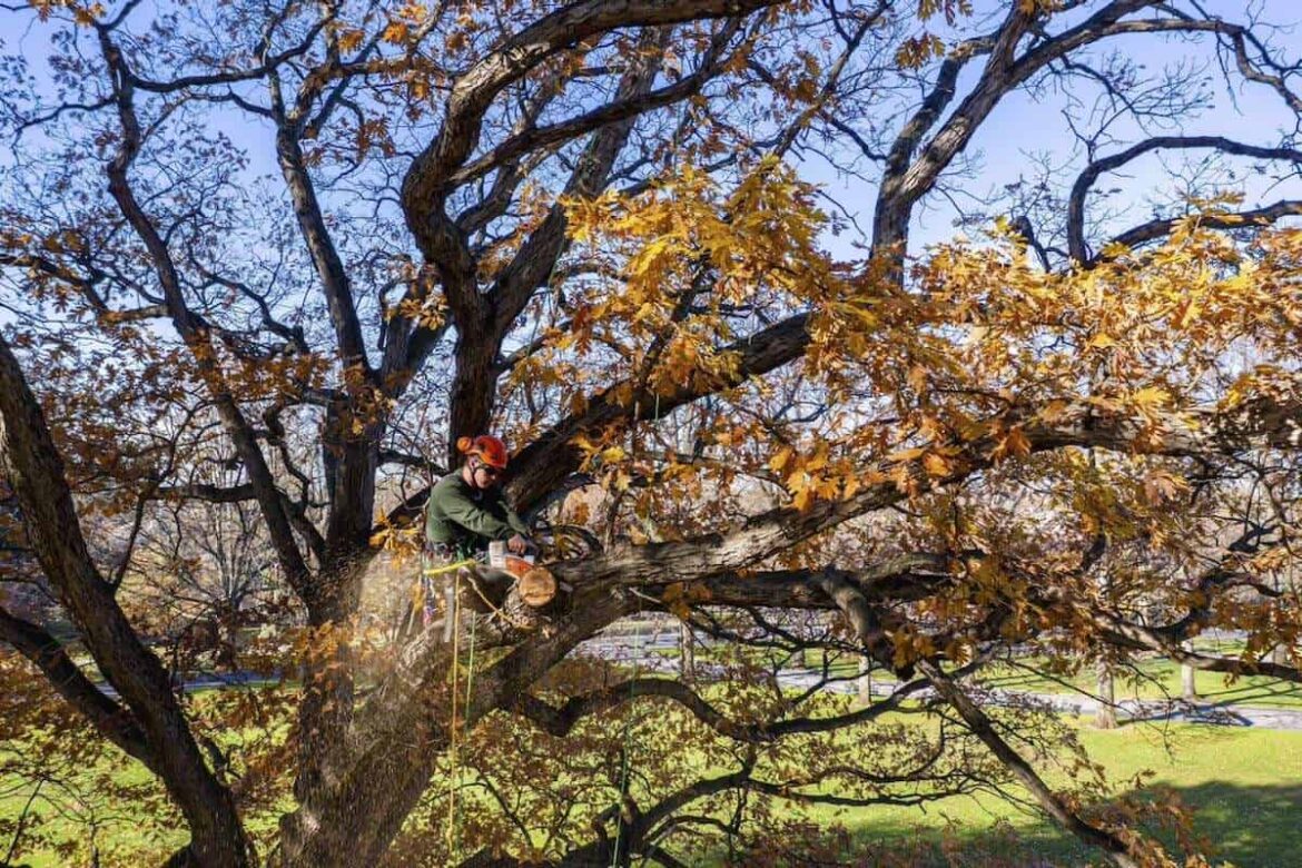 tree care's history and how-to, with nybg's melissa finley