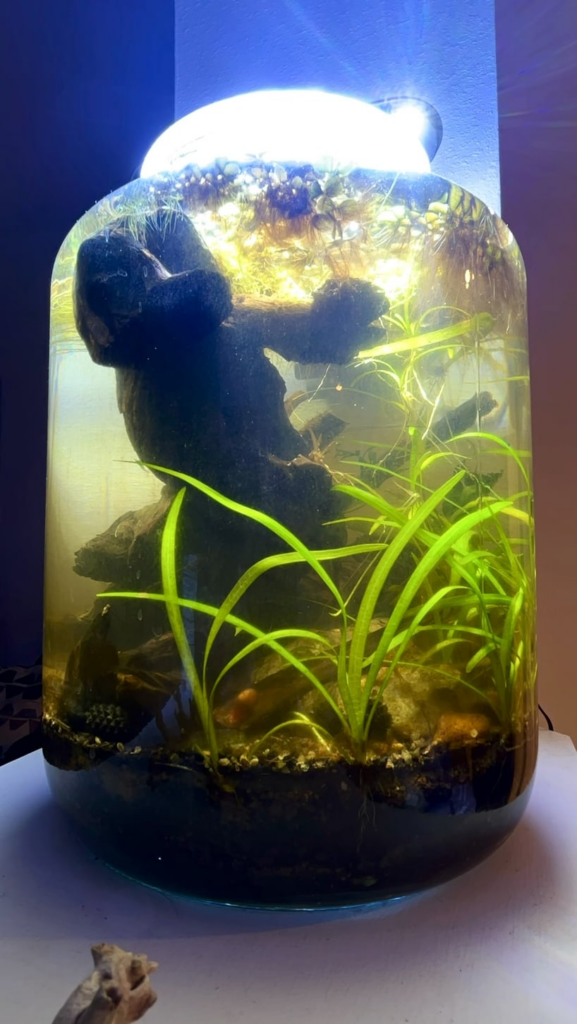 My largest sealed jar hit 1 year today.