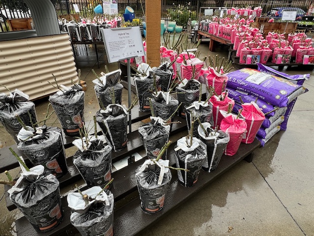 Dormant roses have arrived at SummerWinds Nursery in Novato. (Photo...