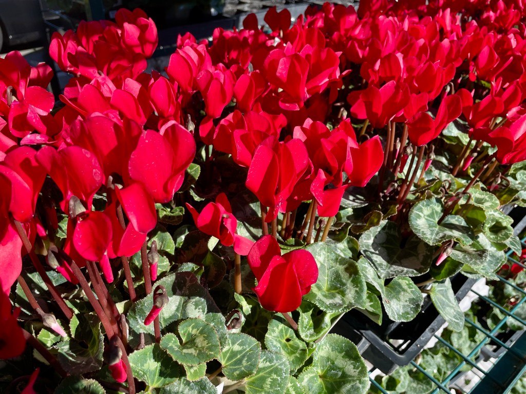 2 plants that make great gifts – Marin Independent Journal 2 plants that make great gifts – Marin Independent Journal