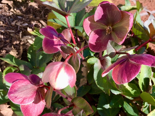 Helleborus foetidus, also known as stinking hellebore, has narrow leaves and diminutive blooms. Despite its name, it only smells if you crush its leaves. (Photo by Becca Ryan)