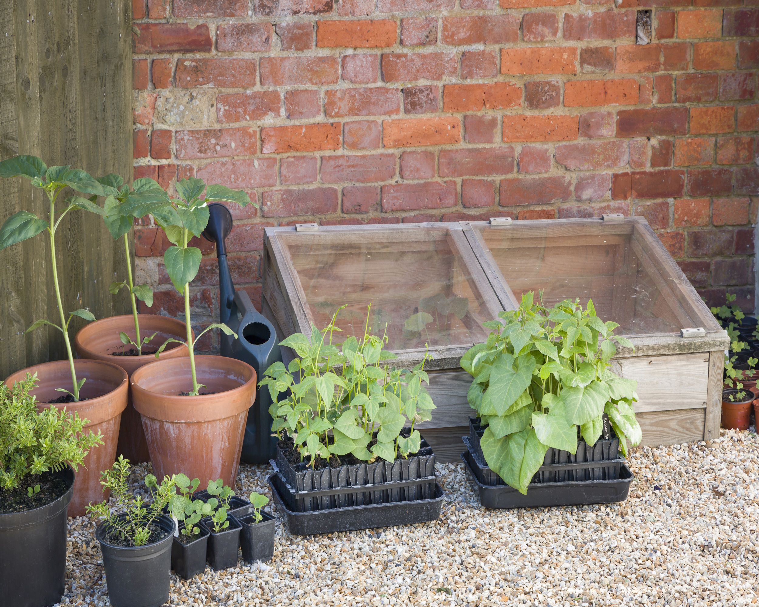 seedlings