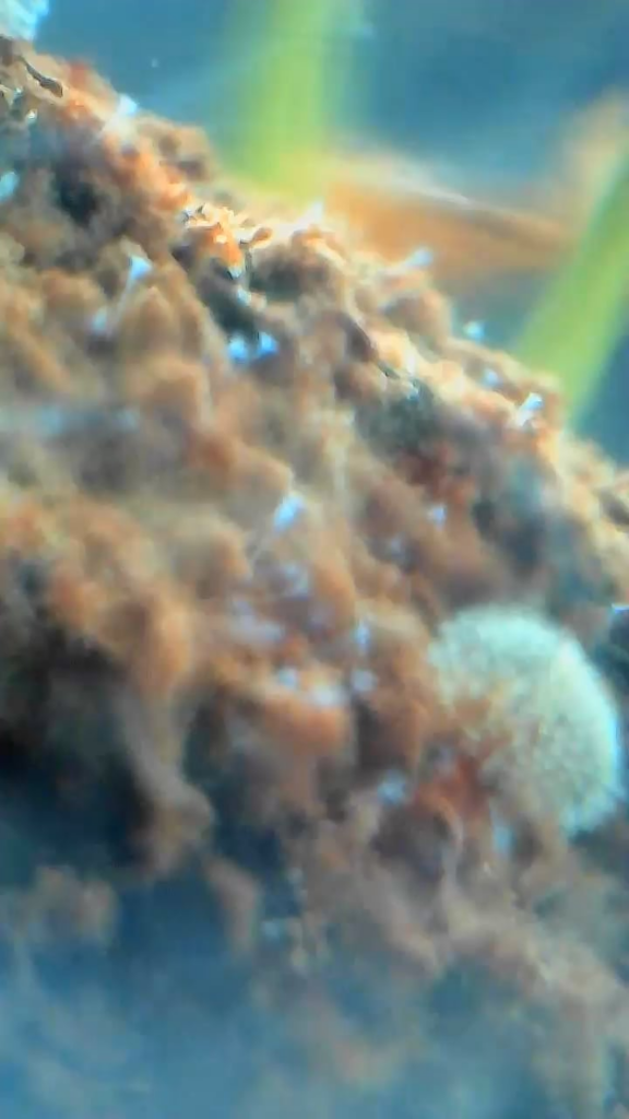 Stentor or vorticella?