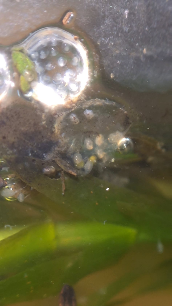 Sneggs at different development stages