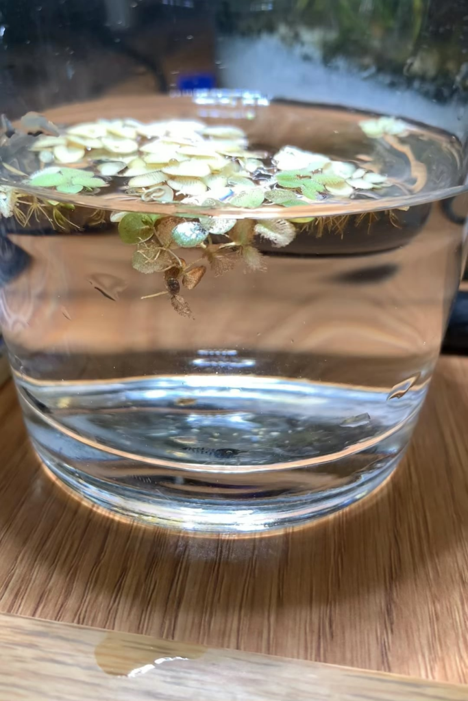 Jungle Jar – Carbon Rili Colony