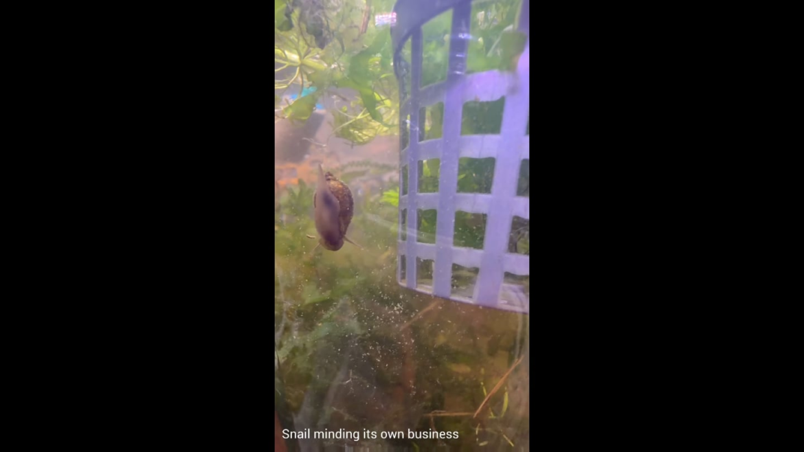 Leech killed bladder snail