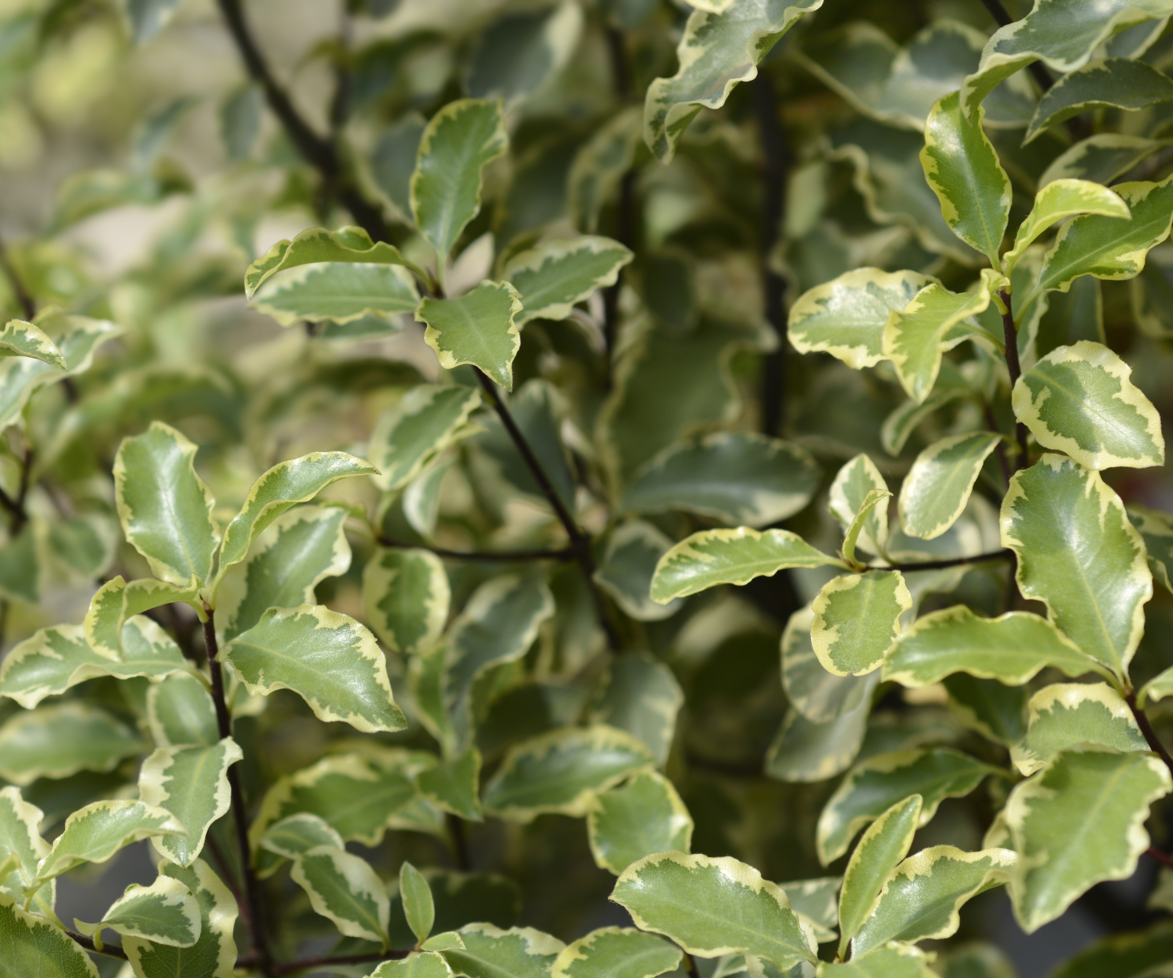 Pittosporum tenuifolium with green and white foliage