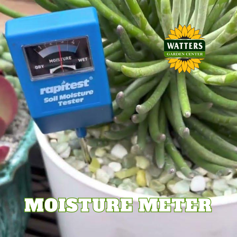 blue moisture meter in plant, with "moisture meter" written below 