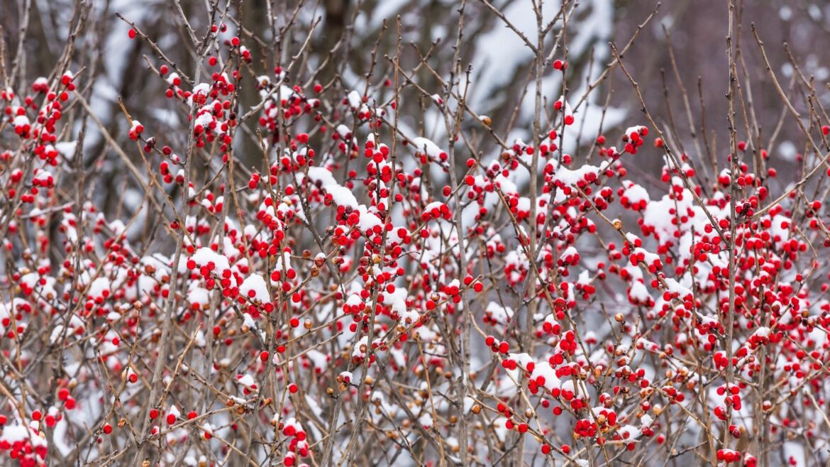 Birth month berries: All 12, plus expert growing tips Winterberry shrub with bare stems and red berries with snow on top