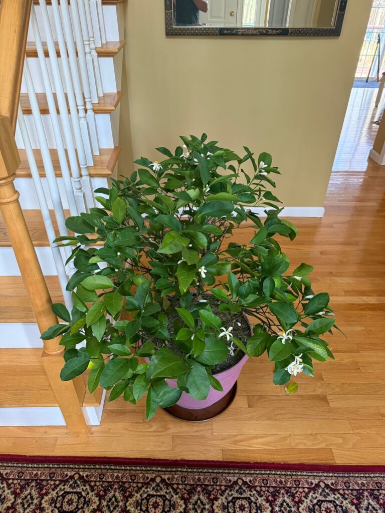 My 12 year old Meyer Lemon in New England