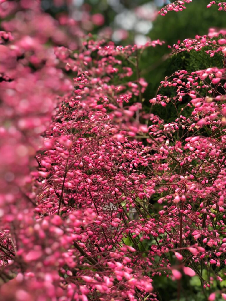 My BFs grandmas garden, soo peaceful in the summer 🌸