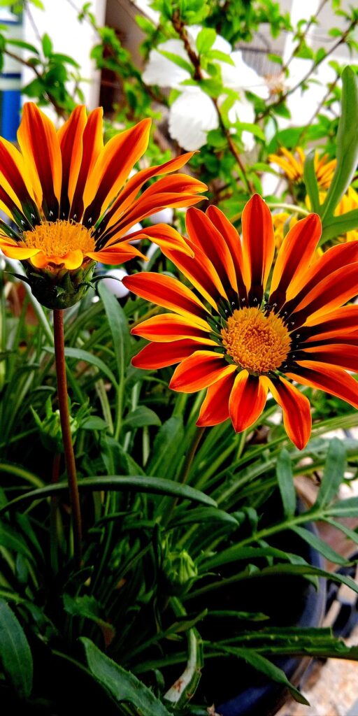 My Gorgeous Gazanias 🥹🫶🏻