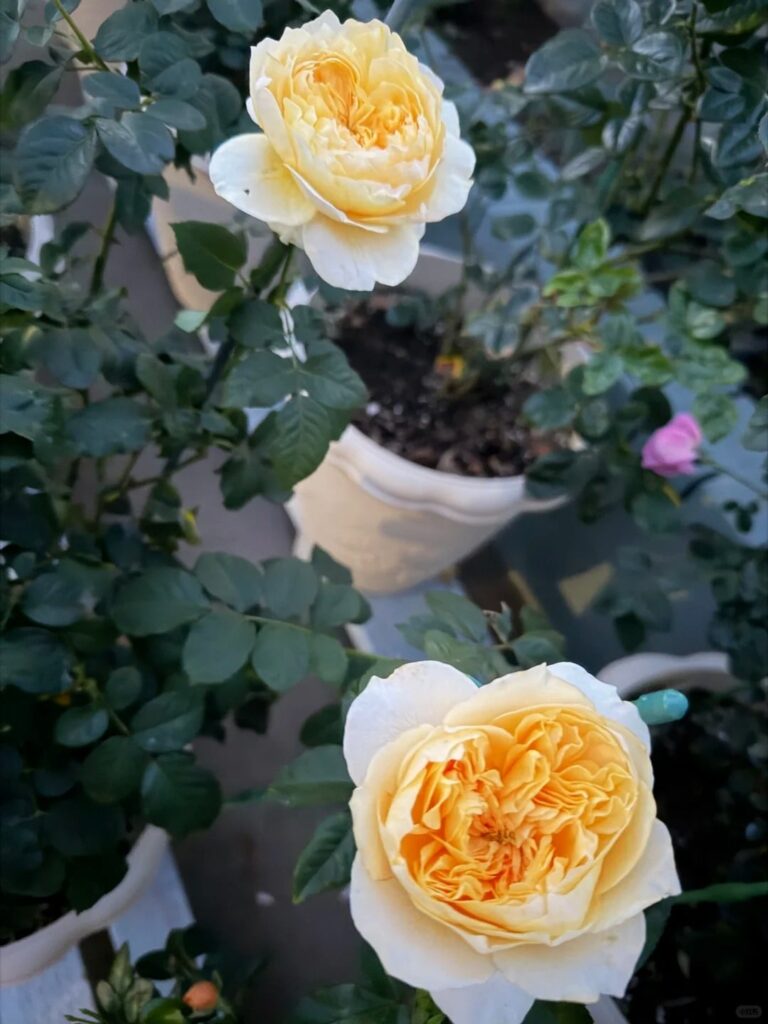 My aunt’s potted roses My aunt's potted roses