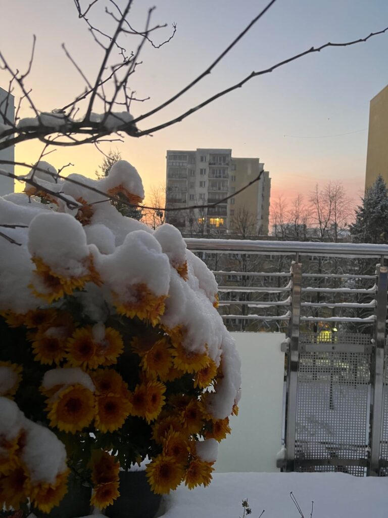My chrysanthemums are not giving up!