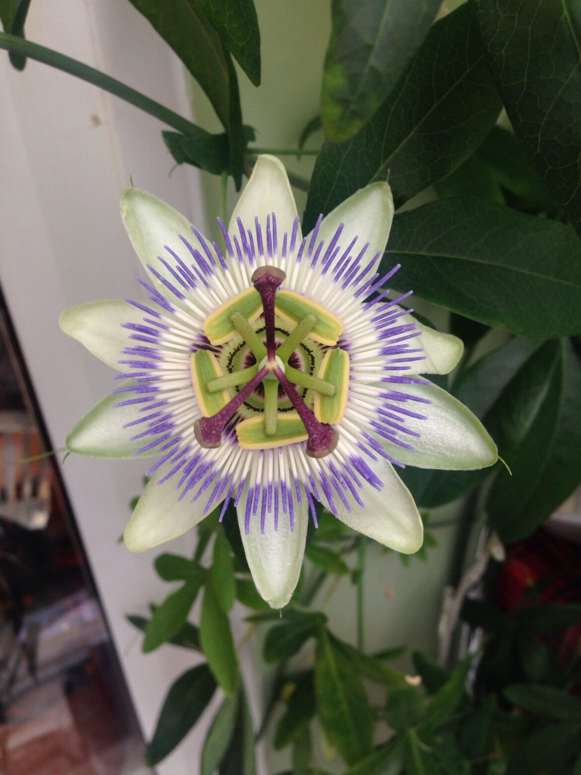 My first passion flower blossomed today after two years of care.