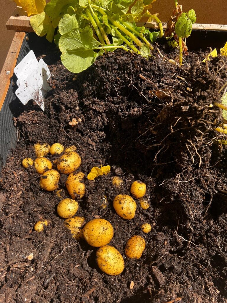 My friend's potatoes are fantastic; I guess I'll have to learn from him when it comes to growing vegetables lol