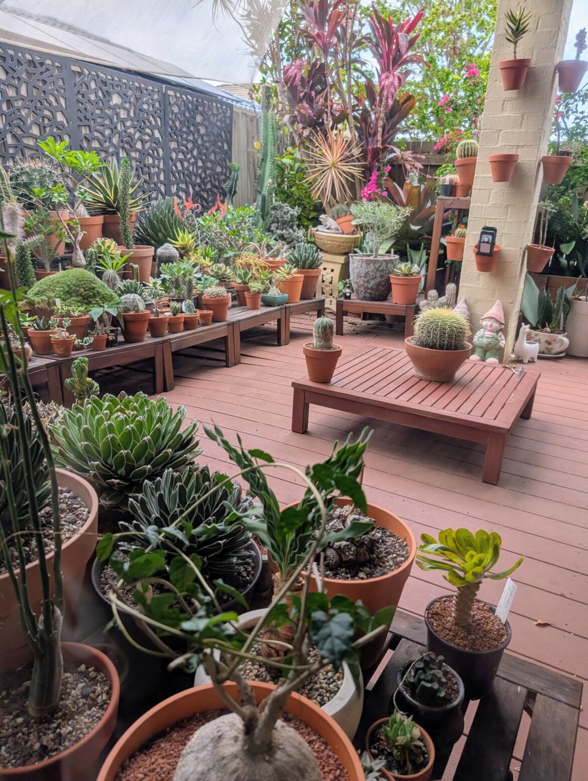 My garden this morning