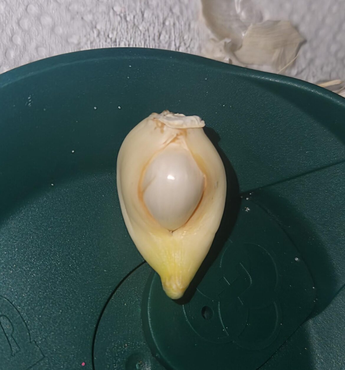 My garlic is pregnant?