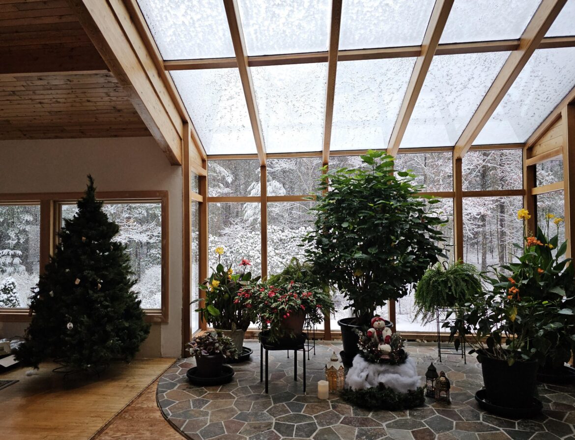 My mom's hibiscus is taller than our Christmas tree