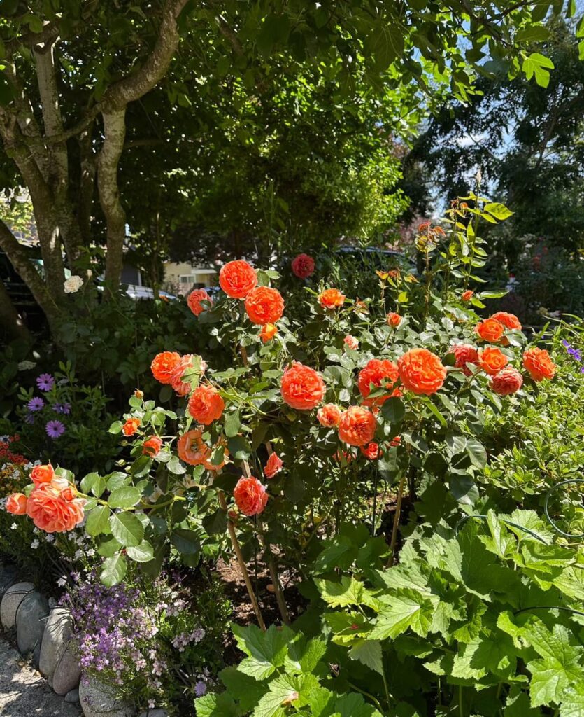 My neighbor's flowers are really lovely; there are so many beautiful blooms