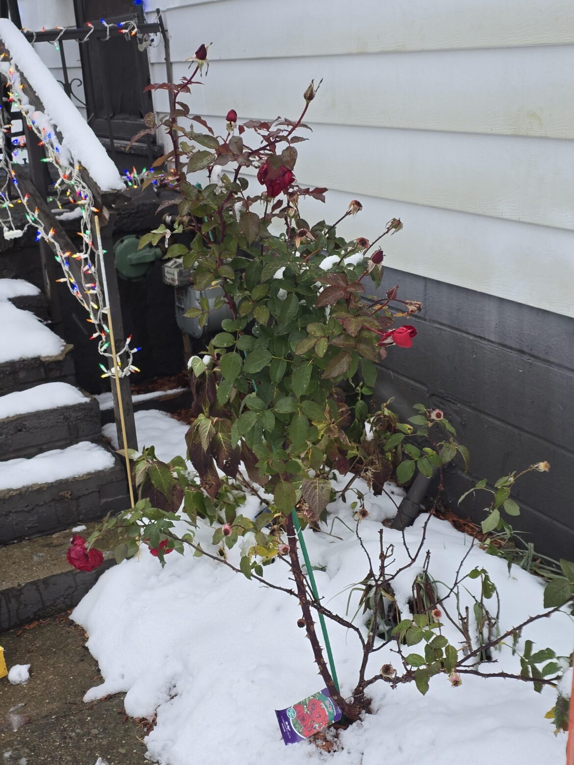 My rose doesn't care about the snow and cold, the flowers are still fragrant!