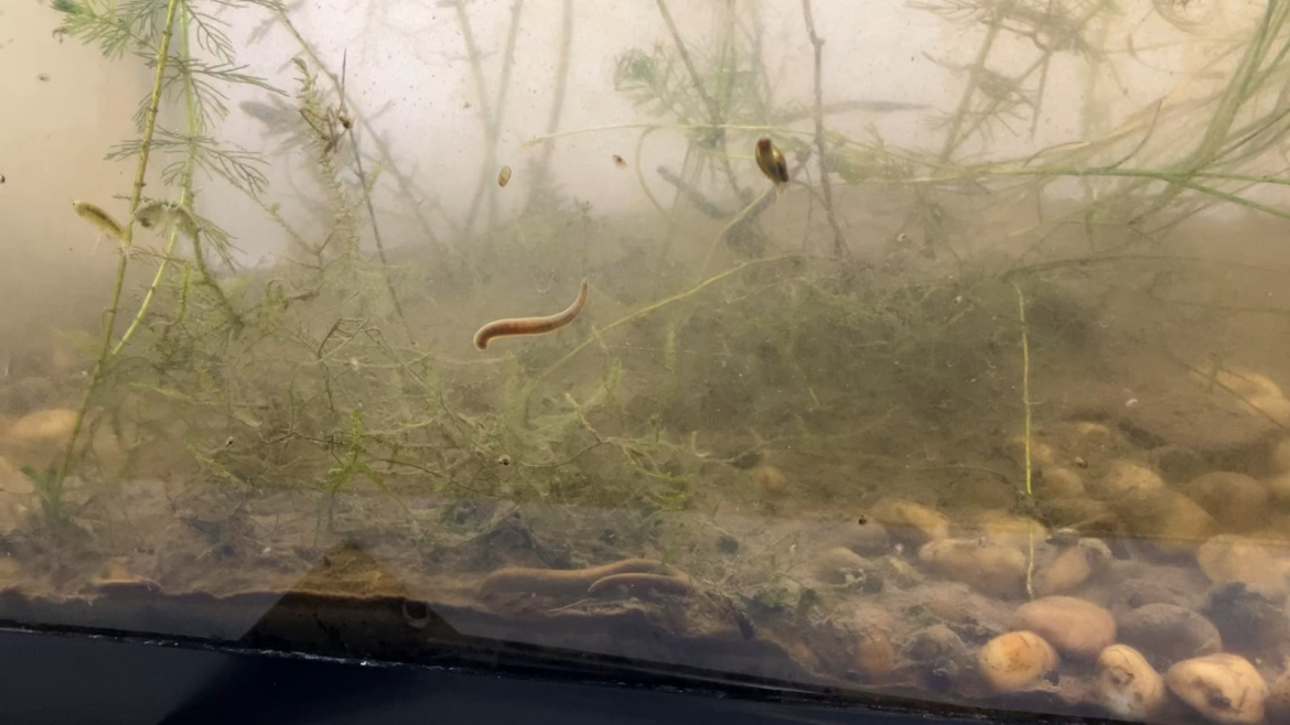My Big Leech