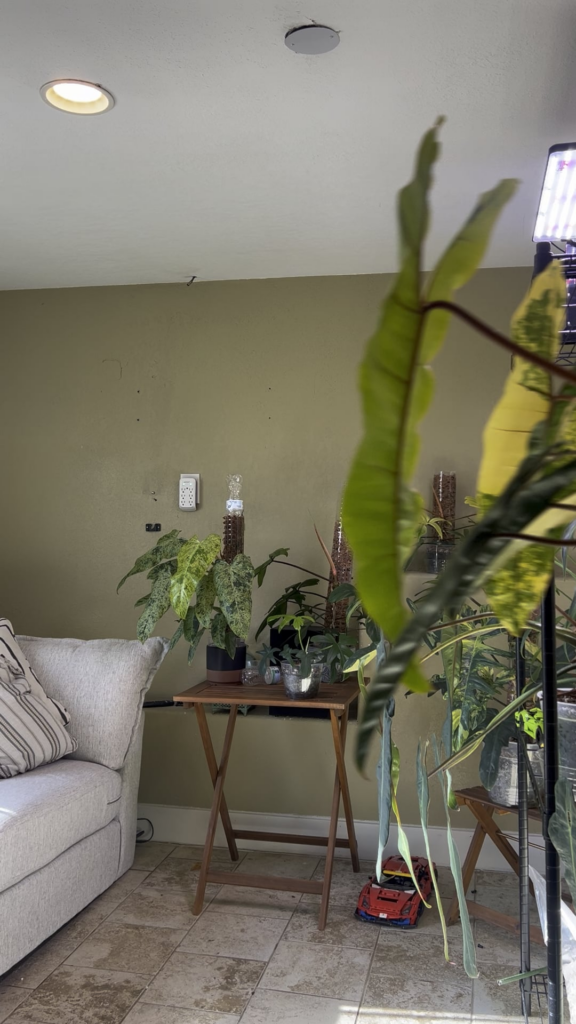 Philodendron Billietiae